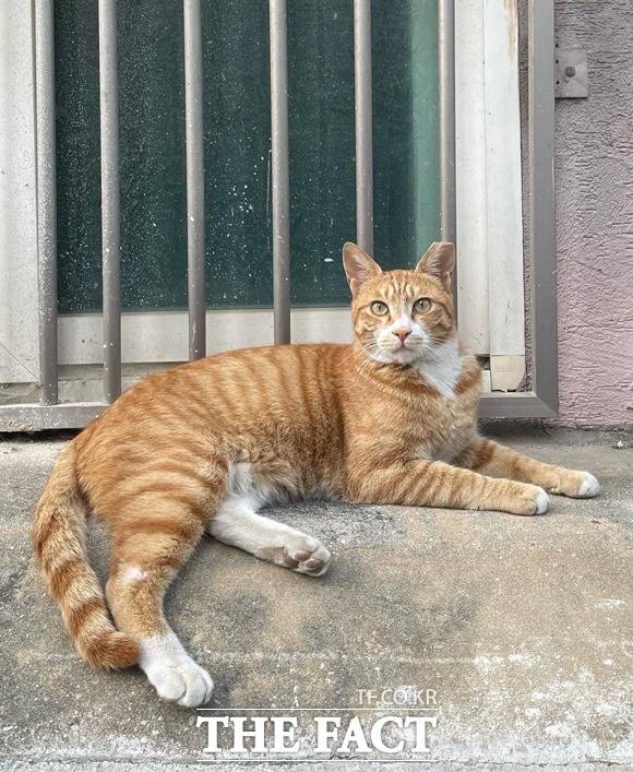 서울시는 도심에서 살아가는 길고양이와 공존하기 위해 2008년부터 길고양이 중성화(TNR) 사업을 시행 중이다. 중성화 수술을 받은 길고양이. /서울시