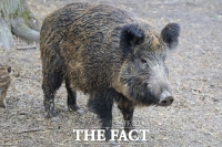  상주서 멧돼지 습격, 60대 농부 다쳐