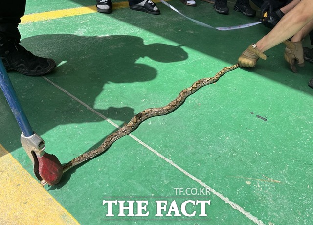경북 영주에서 열대우림 지역 서식 동물인 그물무늬비단뱀이 발견됐다./영주소방서