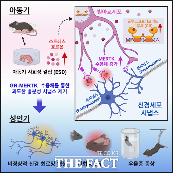 이뮤니티(IMMUNITY)에 게재된 연구 모식도. / KAIST