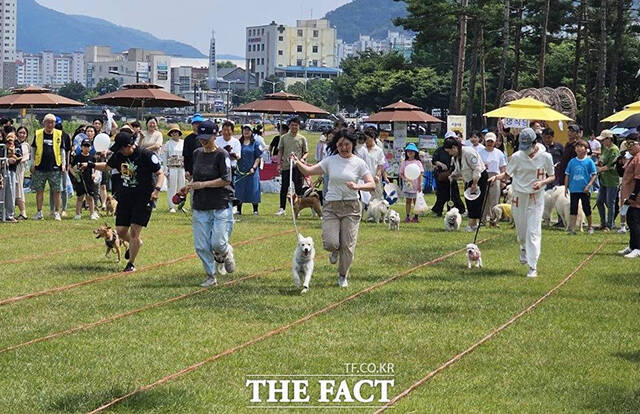 10월부터 탈구, 발치, 심장사상충 등 반려동물의 다빈도 진료 항목 100여개에 대해 진료비 부가가치세가 면제된다. 사진은 지난 6월 열린 제1회 반려동물문화축제 모습./더팩트DB