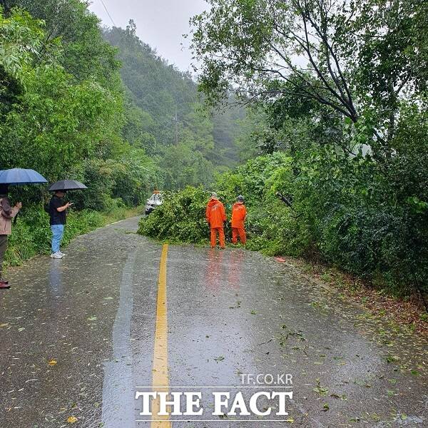 10일 오전 괴산군 청천면 대야로의 한 도로에 나무가 쓰러져 소방 당국이 수습에 나섰다. /충북소방본부.