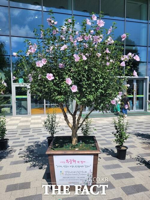 단체 부문 대통령상을 수상한 강원특별자치도의 무궁화 작품. / 산림청