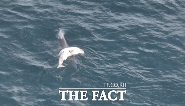 죽은 새끼를 등에 업은 남방큰돌고래가 제주 서귀포시 해상에서 발견되었다. /핫핑크돌핀스