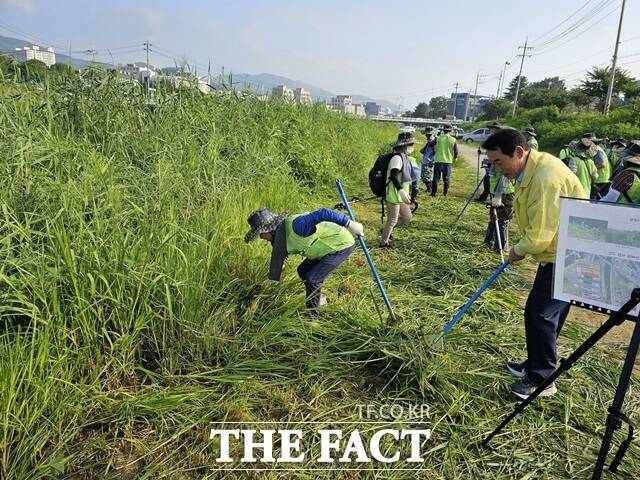 포천시는 17일 자연보호포천시협의회, 국가유공자환경운동본부 포천시직할회 등 4개 환경단체와 하천변을 중심으로 서식 중인 생태계 교란 야생식물을 제거했다. 제거된 야생식물은 단풍잎돼지풀과 가시박, 환삼덩굴 등으로, 이들 식물은 한번 정착하면 왕성한 번식력으로 다른 식물들의 생육을 방해해 토종 생태계를 파괴하는 것으로 알려져 있다./포천시