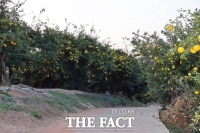  고흥군, 유자 6차산업 배후시설 조성 ‘박차’