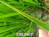  천안지역 혹명나방 피해 급증…전체 논 면적 10% 피해 추정