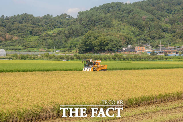 정부가 올해 공공비축 쌀 40만 톤 매입을 추진한다고 30일 밝혔다./더팩트DB
