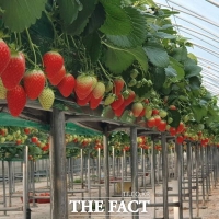  영동군, 스마트 경영실습 임대농장 운영 청년농업인 모집