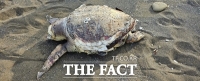  제주 해안가서 '붉은바다거북' 사체 또 발견