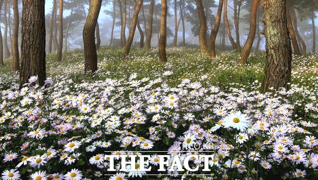 전북의 유일한 지방정원인 구절초정원에서 열리는 구절초 꽃축제는 매년 가을이면 전국의 수십만명의 관광객들이 몰리는 전북의 대표 가을축제다. / 정읍시