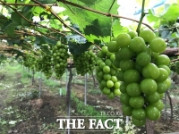  청주시, 청원생명 샤인머스켓 라이브 커머스 추진