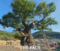  수령 500년 추정 남해 '오동마을 느티나무'…새로운 명소 부상