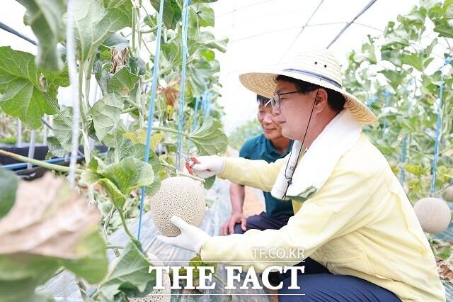 전북 고창군 명품 멜론이 소비자에게 높은 평가를 받으며, 인기몰이 하고 있다. /고창군