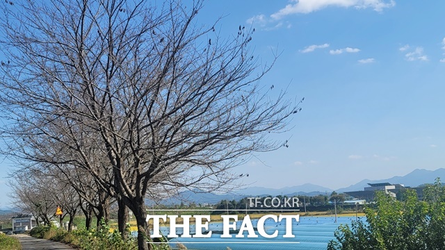 진주지역 벚나무 가로수에서 강수일 증가에 따른 일조량 부족으로 조기 낙엽 현상이 발생하고 있다./경상국립대