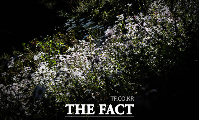 완연한 가을날씨를 보인 12일 오후 세종시 영평사에 구절초가 활짝 피어있다.