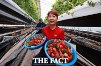  '이게 바로 명품'…함양산 겨울딸기 첫 수확 [TF사진관]