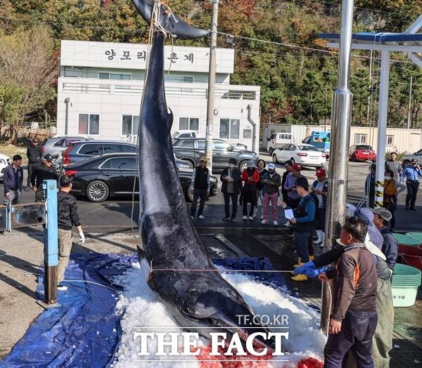 포항시 구룡포읍 양포 앞바다 7.4km 해상에서 길이 6.9m, 무게 약 3톤의 밍크고래가 혼획돼 9030만원에 위판됐다./권영대 기자