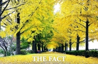  황금빛으로 갈아입은 아산 곡교천 은행나무길