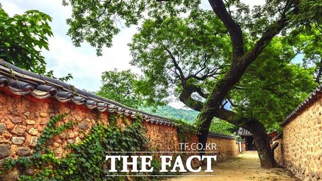 한국에서 가장 아름다운 마을 제1호 남사예담촌의 부부 회화나무. 이 밑으로 난 골목길을 지나가면 백년해로한다는 전설에 많은 연인들이 찾는다./산청군