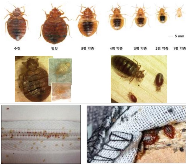 빈대의 모습(위)과 침대 주변의 빈대와 그 흔적 등 /질병관리청 제공