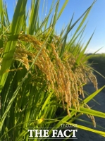  전남도 개발 ‘새청무쌀’ 재배 농가 ‘대통령상’ 수상