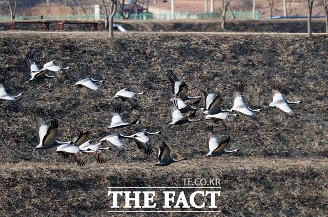 천연기념물 제203호 재두루미 50여마리가 의령군 정곡면 성황리 월현들에서 관찰됐다./의령군
