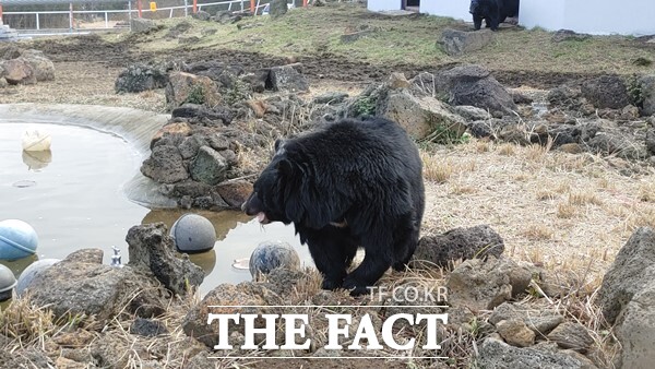 제주도는 반달가슴곰 4마리의 야외적응훈련이 순조롭게 진행됨에 따라 오는 13일부터 도민과 관광객들에게 공개할 예정이다./제주도