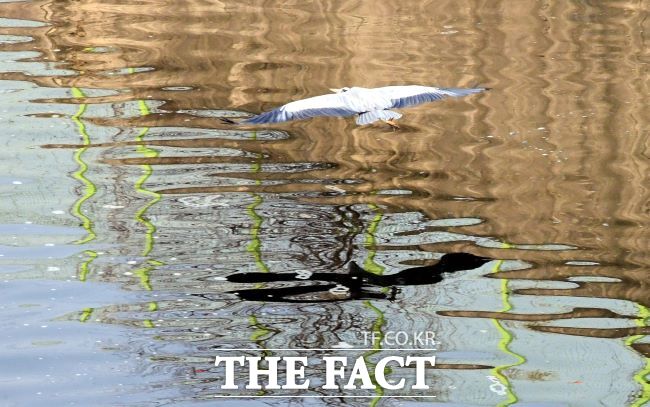 시흥시 물왕호수./시흥시