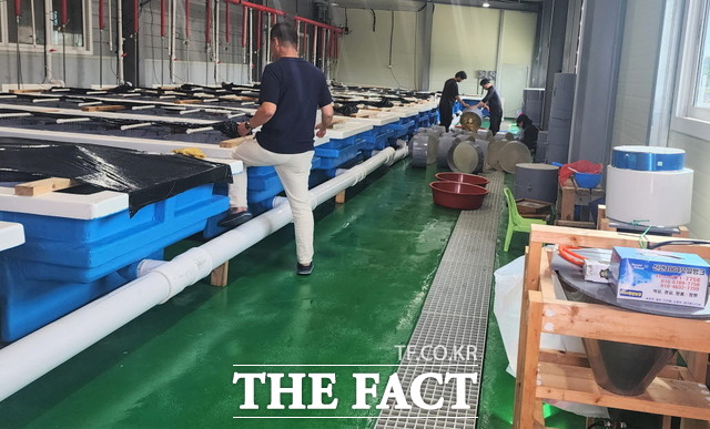 전남도가 신규 사업비 50억 원을 투입해 굴 박신장(굴 작업장) 현대화 사업을 지원한다. 신축은 6억 원, 개보수는 2억 원 한도다. 전남지역 굴 생산량은 총 패류 생산량의 43%를 차지하고 있다./무안=홍정열 기자