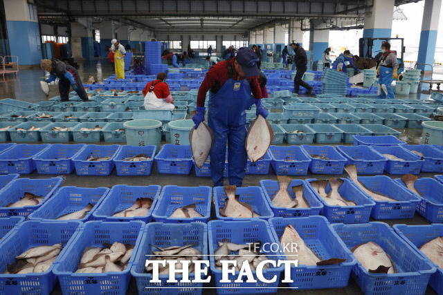 통계청이 23일 발표한 2023년 어업생산동향조사 결과(잠정)에 따르면 지난해 어업 생산량은 367만8000톤으로 전년(361만톤) 대비 1.9%(6만8000톤) 증가했다. /더팩트 DB