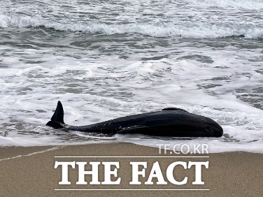 27일 오전 7시 30분쯤 경북 울진군 울진읍 읍남2리 해안가에서 발견된 큰머리돌고래./독자제공