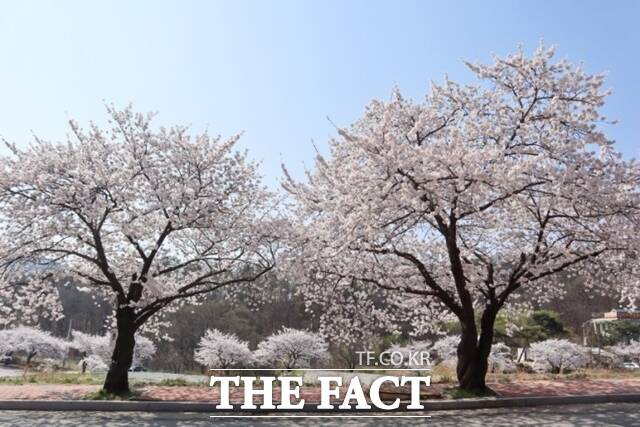 충남 아산시가 오는 3월 30일부터 31일까지 아트밸리 아산 제2회 아산온천 벚꽃축제를 아산스파비스 일대서 개최한다. 지난해 아산온천 벚꽃축제 모습. / 아산시