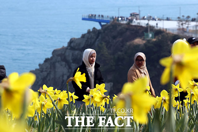 3일 부산 남구 오륙도해맞이공원을 찾은 외국인 관광객들이 활짝 핀 수선화와 푸른 바다를 둘러보며 봄 나들이를 즐기고 있다. /부산=뉴시스