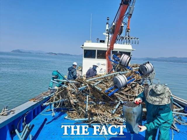 고흥군이 도양 시산도~나로도 사양 해역에 펼쳐진 김 양식장 약 1만ha에서 해양쓰레기 수거 작업에 박차를 가하고 있다고 8일 밝혔다./고흥군