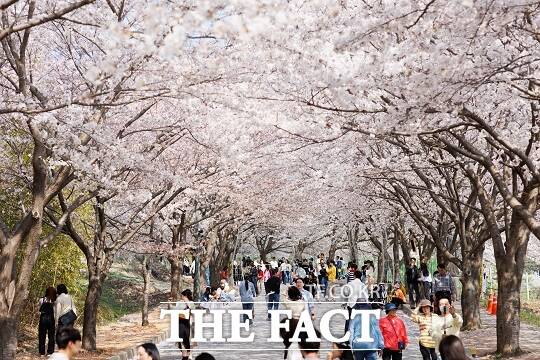 고창군이 오는 29일부터 31일까지 석정지구 일대에서 제2회 고창 벚꽃 축제를 연다./고창군