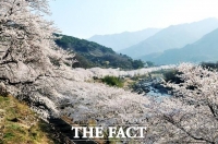  '봄의 정원, 벚꽃의 향기'… 화개장터 벚꽃축제 22~24일 개최