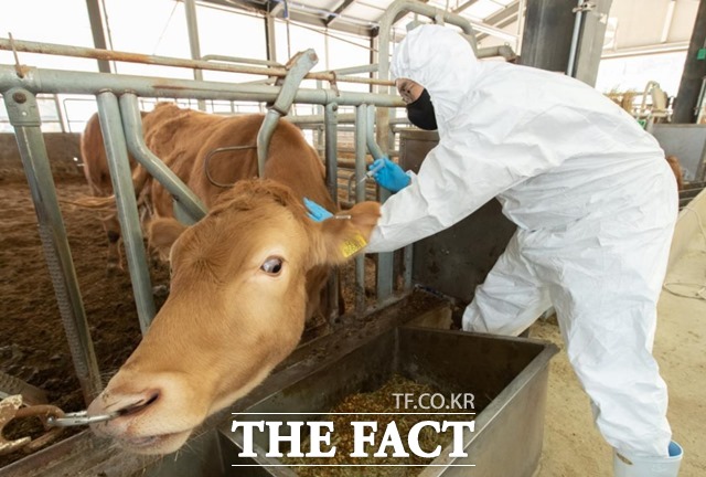 농림축산식품부는 다음 달 1일부터 전국 소·염소를 대상으로 상반기 구제역 백신 일제 접종을 추진한다고 14일 밝혔다. /농촌진흥청