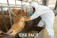  농식품부, 다음달 소·염소 436만 마리 구제역 백신 접종