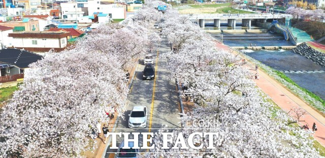 벚꽃의 아름다움을 제대로 즐길 수 있는 2024 정읍 벚꽃축제가 3월 28일부터 4월 1일까지 펼쳐진다. 아름다운 벚꽃의 모습만으로도 충분하지만, 설레는 마음을 가득 채워줄 공연과 먹거리, 다양한 체험 프로그램도 마련됐다. / 정읍시