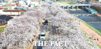  성큼 다가온 봄, 상춘객 마음 '사르르'…정읍 벚꽃축제 28일 개막