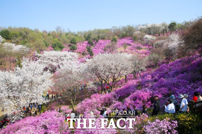 원미산 진달래동산에 만개한 봄꽃 사이로 시민들이 줄지어 거닐고 있다./부천시