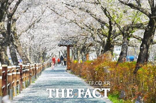‘순창 옥천골 벚꽃축제’가 오는 28일부터 31일까지 4일간 순창읍 경천변 일원에서 개최된다./순창군