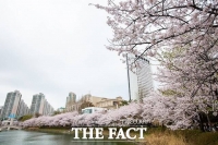  봄나들이 골라 가세요…서울 벚꽃축제 총정리