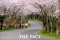  '흩날리는 벚꽃잎이~' 제주 성산읍 신풍리 벚꽃터널 축제