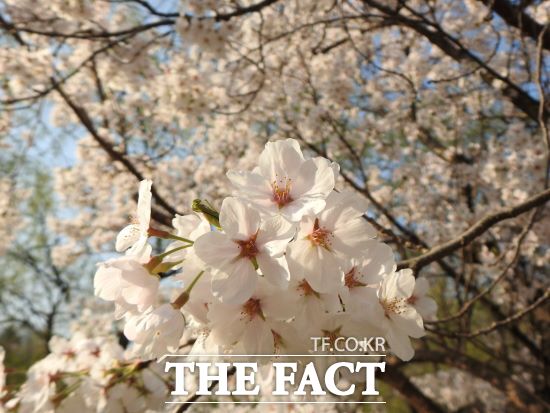 경기도에서는 3월말 안양을 시작으로 4월초 안성과 광주지역에 벚꽃(왕벚나무)이 개화할 것이라는 전망이 나왔다. 예년보다는 3~6일 정도 빠르지만, 지난해와는 비슷한 시기다./경기도