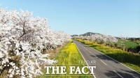 유채꽃+벚꽃 성지에서 열리는 '2024 서귀포유채꽃축제'