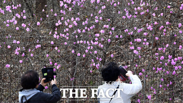 완연한 봄 날씨를 보인 27일 오후 인천 남동구 인천대공원을 찾은 시민들이 꽃 나들이를 하고 있다. /인천=이새롬 기자