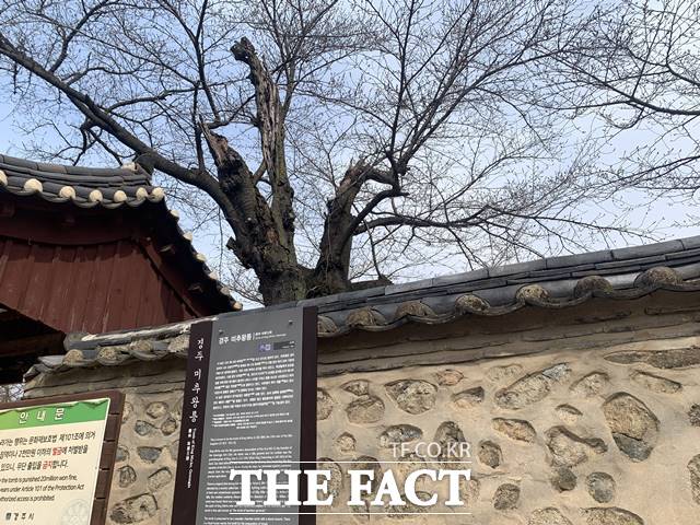 천마총이 있는 왕릉을 비롯해 경주시 유명 벚꽃길 벚나무들이 대부분 일본산인 것으로 나타났다./왕벚프로젝트2050 제공
