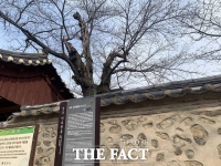  경주 벚꽃길 벚나무 대부분 일본산…불국사·미추왕릉까지